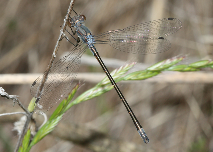 Black Spreadwing