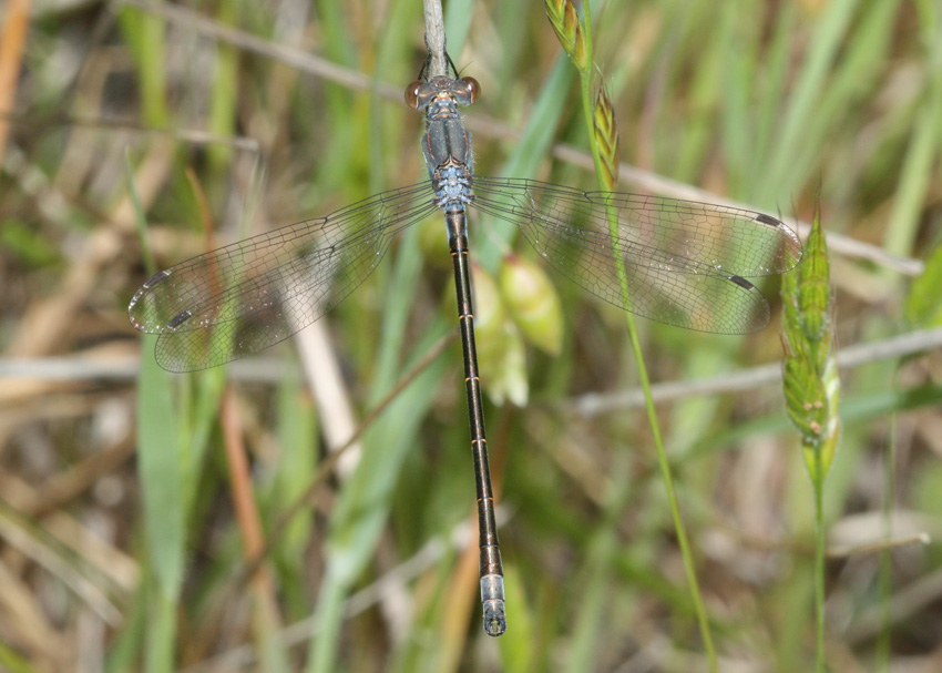 Black Spreadwing