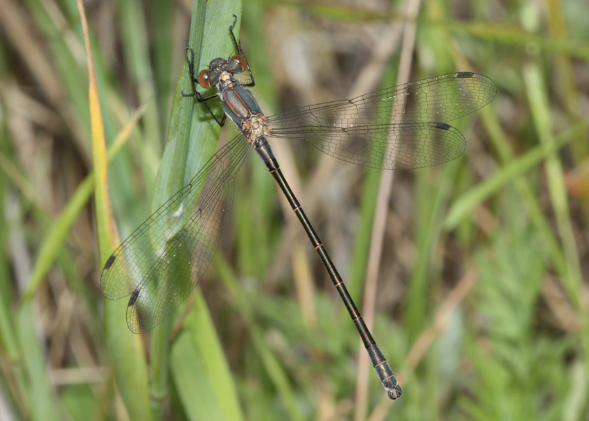 Black Spreadwing