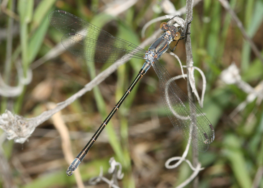 Black Spreadwing