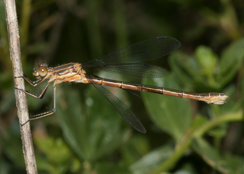 Black Spreadwing