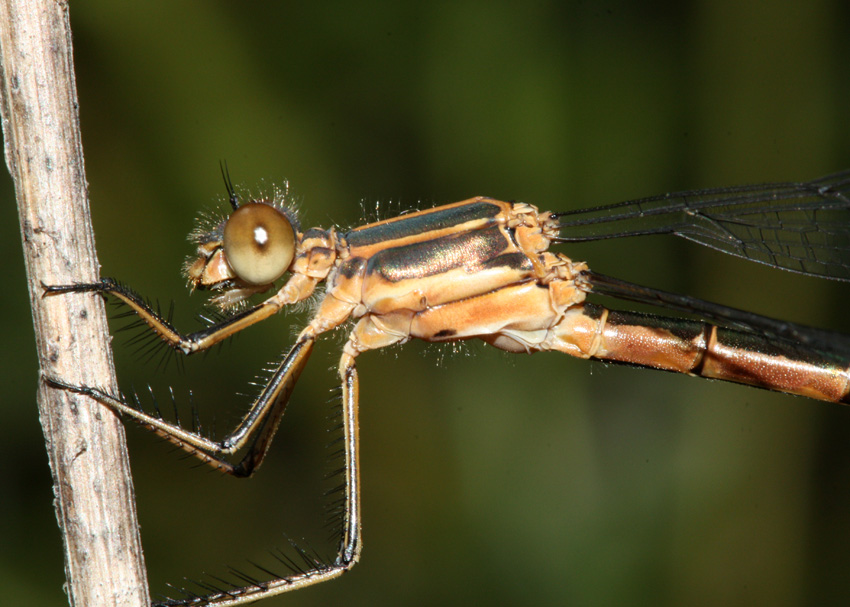 Black Spreadwing