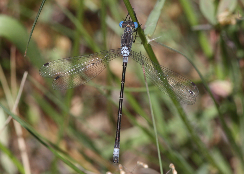 Black Spreadwing