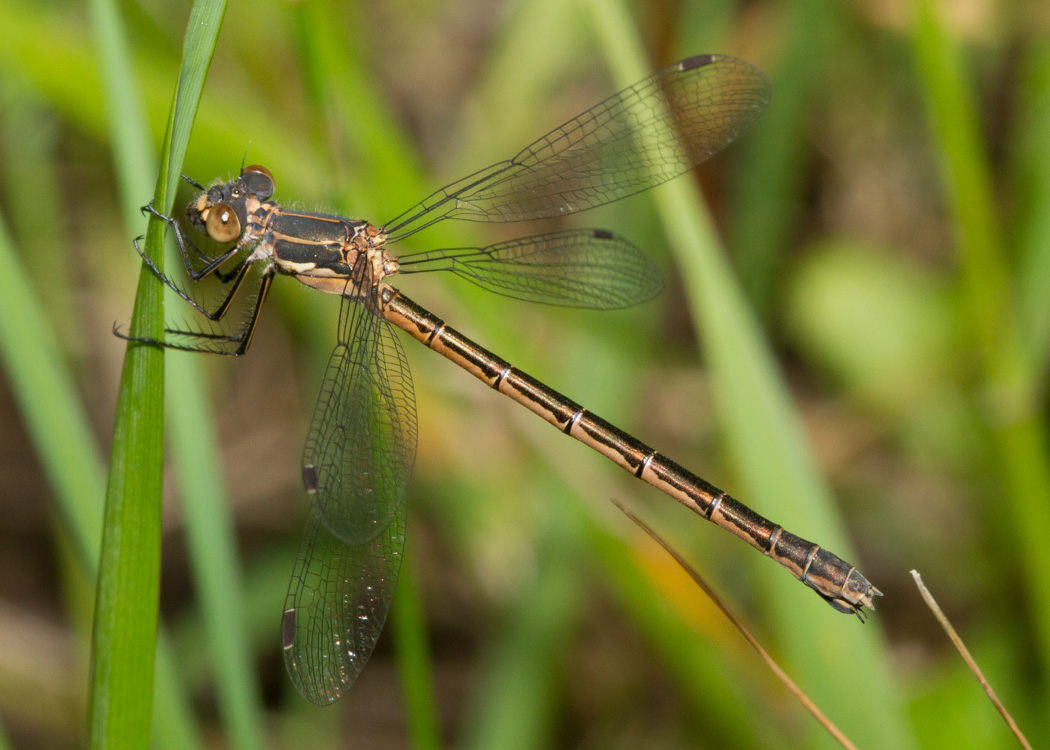 Black Spreadwing