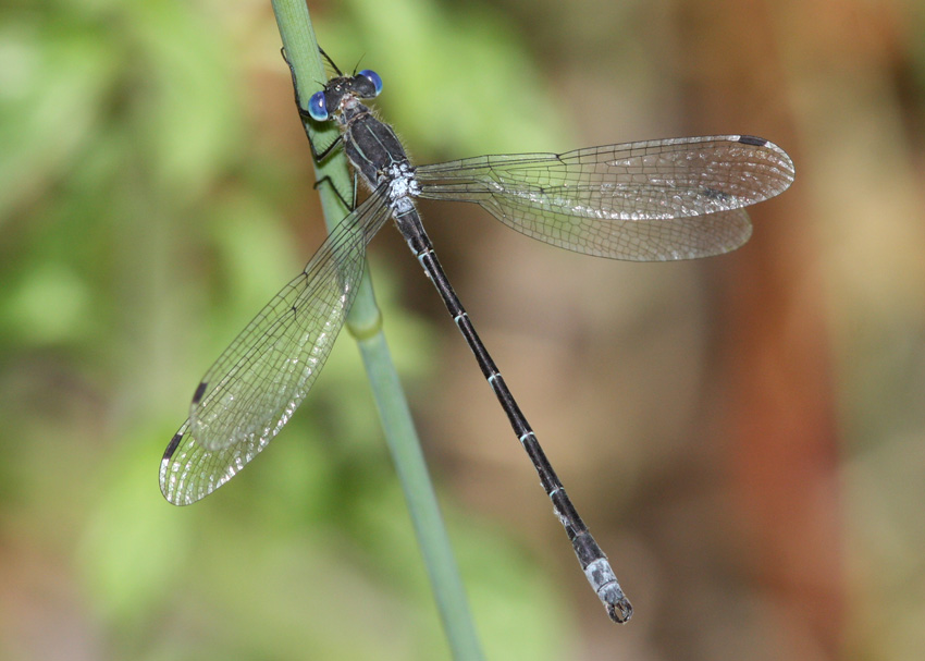 Black Spreadwing