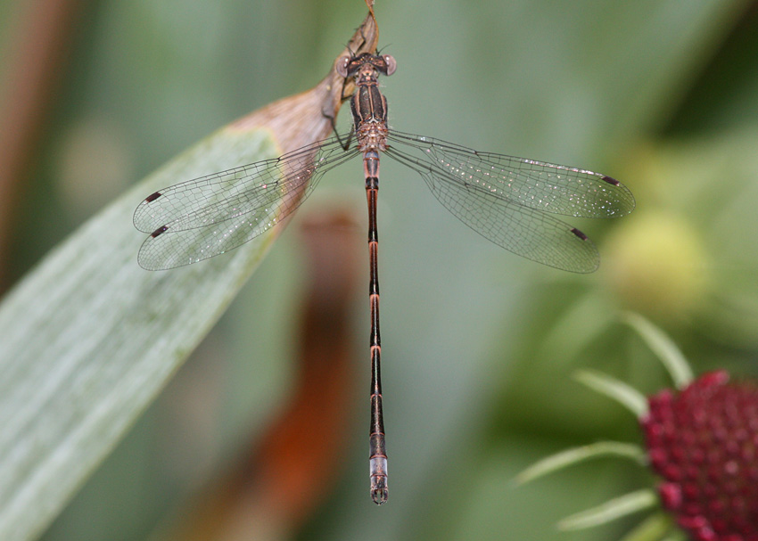 Northern Spreadwing