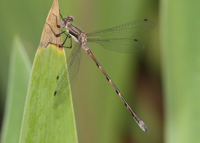 Northern Spreadwing