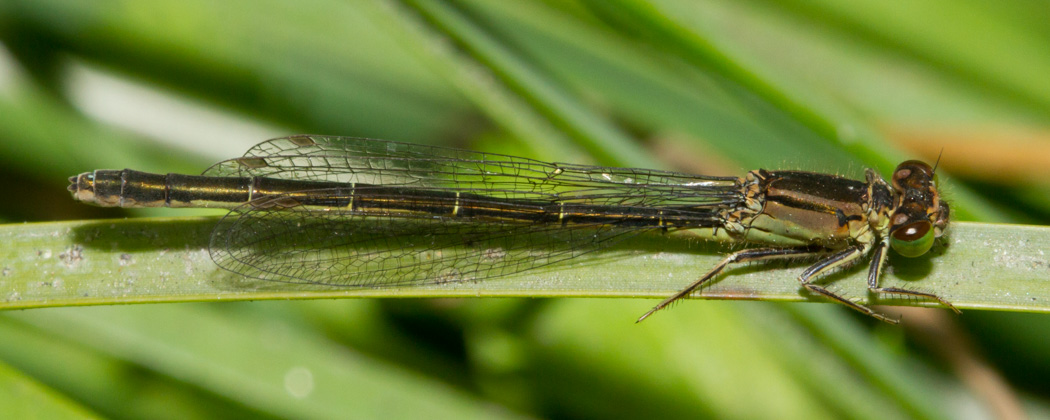 San Francisco Forktail