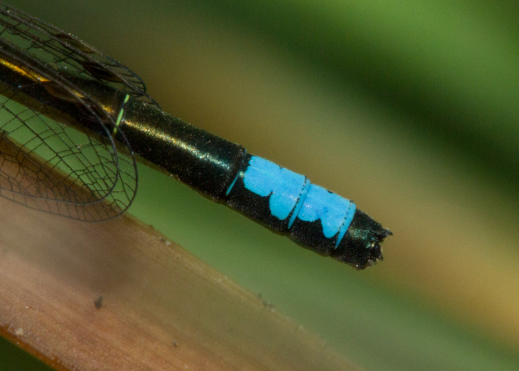 San Francisco Forktail