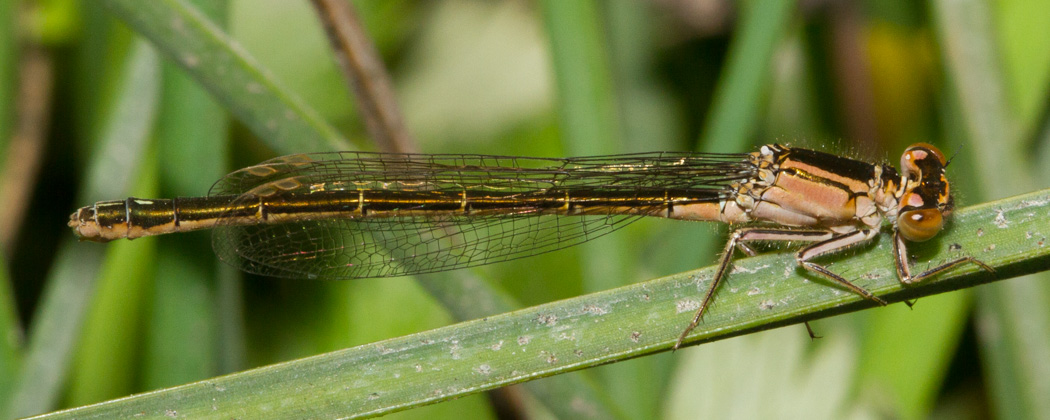 San Francisco Forktail