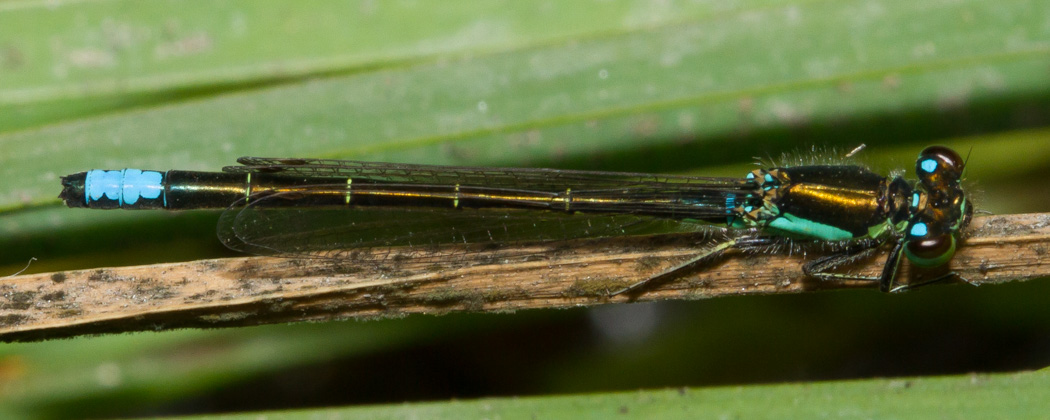 San Francisco Forktail