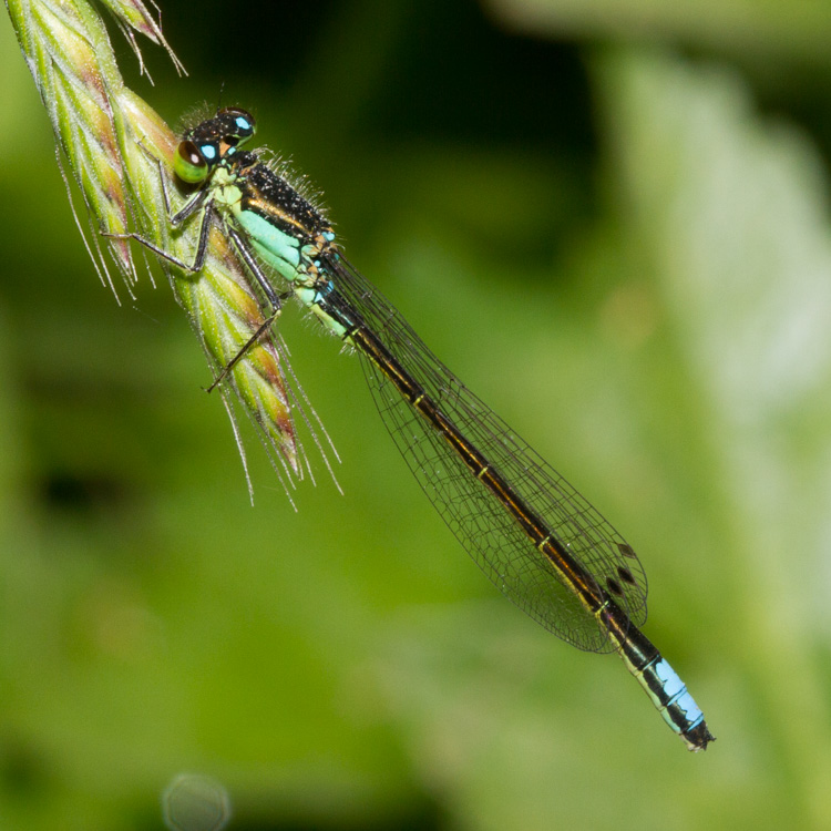 San Francisco Forktail