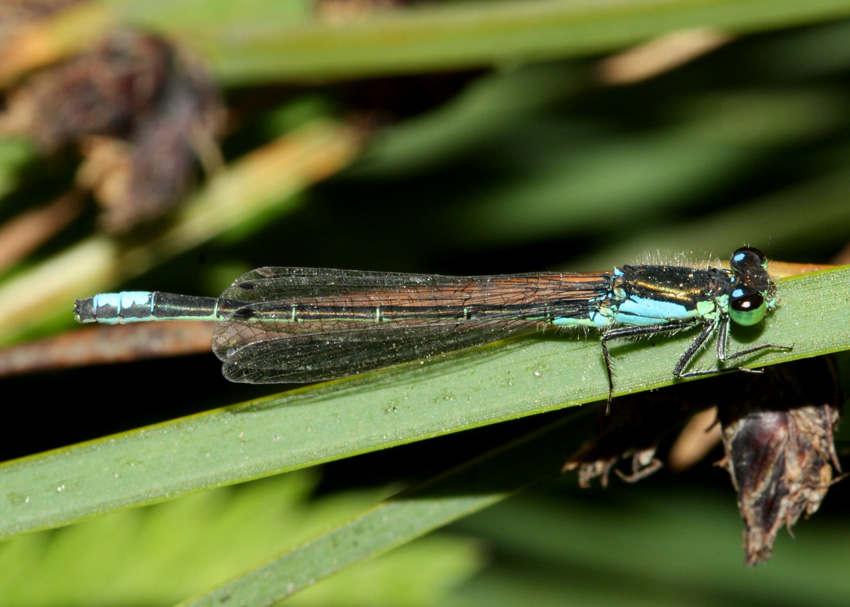 San Francisco Forktail