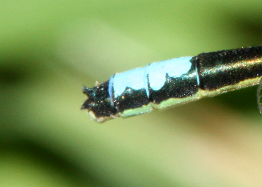 San Francisco Forktail