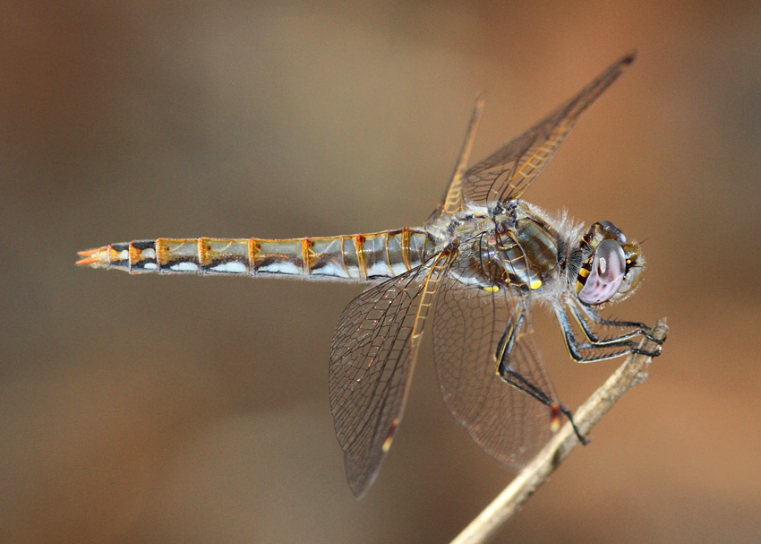 Variegated Meadowhawk