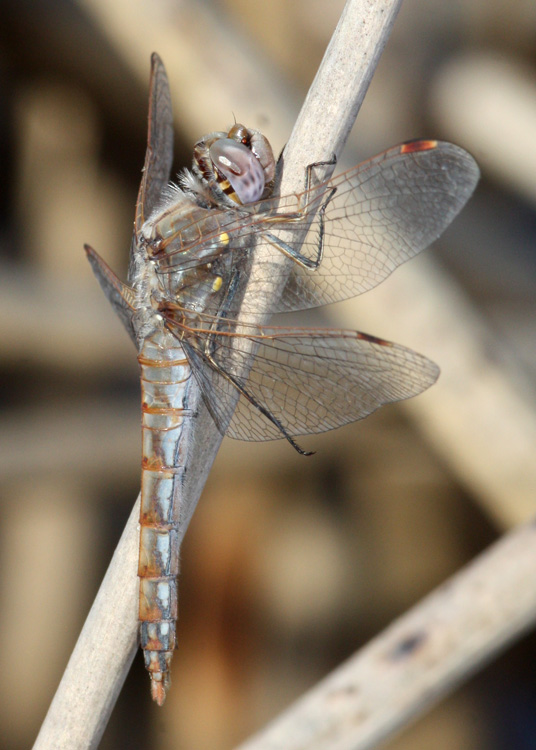 Variegated Meadowhawk