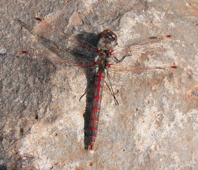 Variegated Meadowhawk