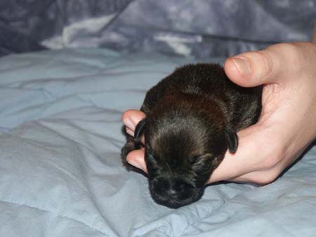 littleboy1