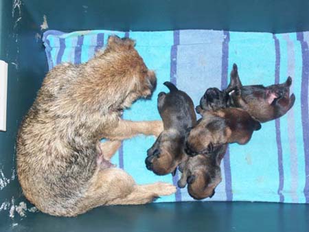 poppy&pups1
