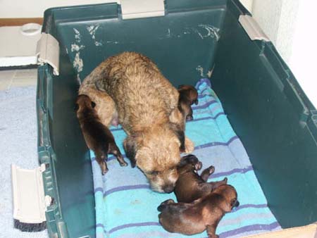 poppy&pups4