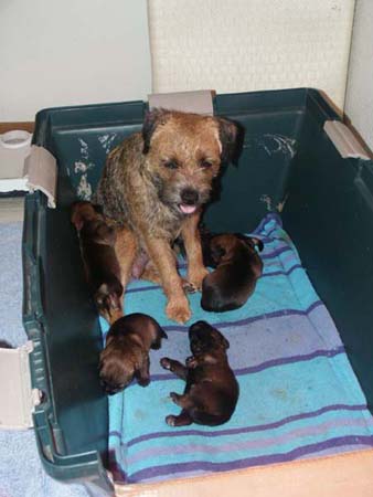 poppy&pups5