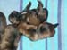2pups