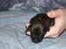 littleboy1