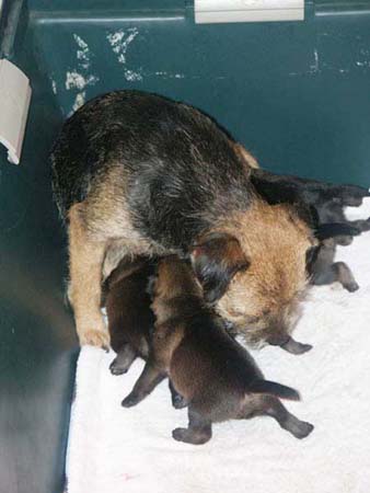 grandma-wicket2