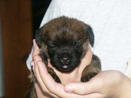 littlegirl