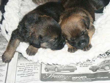sleepingpups2