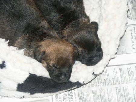 sleepingpups3
