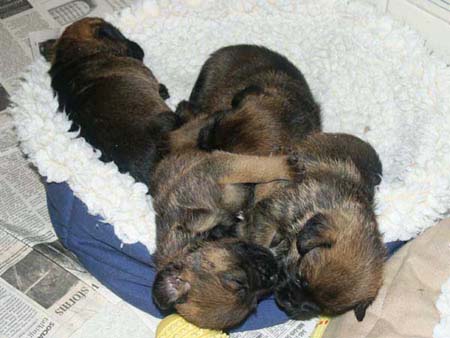 sleepingpups4