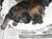 sleepingpups2