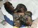 sleepingpups4