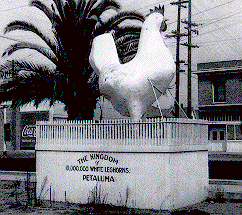 Kingdom of the 
Chickens