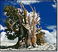 venerable tree