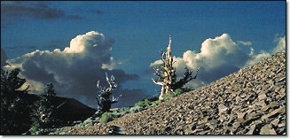 Two ancients on western side of Schulman Grove