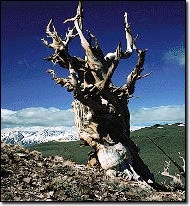 Ghost bristlecone