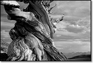 ghost tree