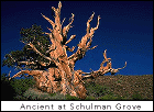 ancient tree