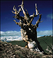 Ghost bristlecone