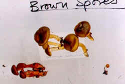 brown spored specimens.jpg (62030 bytes)