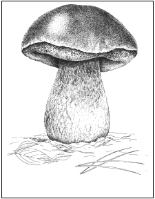 Boletus edulis