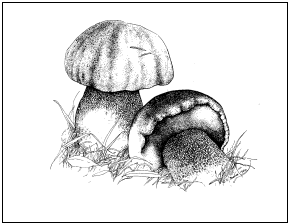 Boletus pulcherrimus