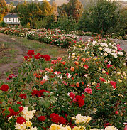 Roses garderns and Tasting Room