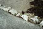 slides1987box205_small.jpg