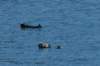 alaskajune201602020_small.jpg