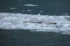 alaskajune201602280_small.jpg