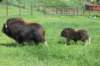 alaskajune201607310_small.jpg