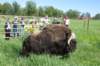 alaskajune201607570_small.jpg